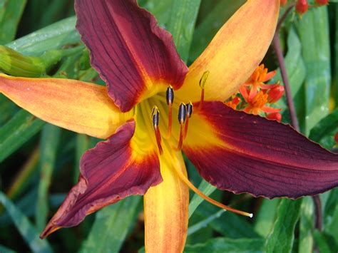 brick red and orange day lily | A brick red and orange (or w… | Flickr