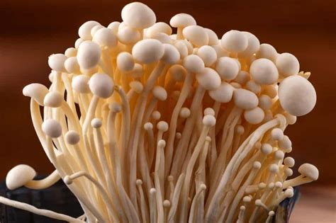 15+ different types of mushrooms, from edible to deadly