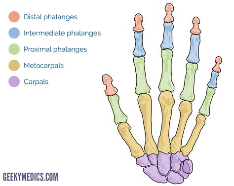 Bones of the Hand | Carpal Bones - Metacarpal bones | Geeky Medics