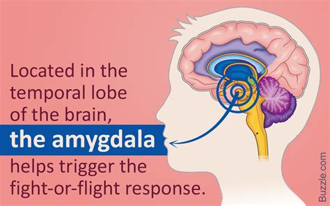 Image result for amygdala images | Fight or flight response, Fight or ...