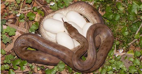 Snake Egg Size: Everything You Need to Know - MeasuringKnowHow