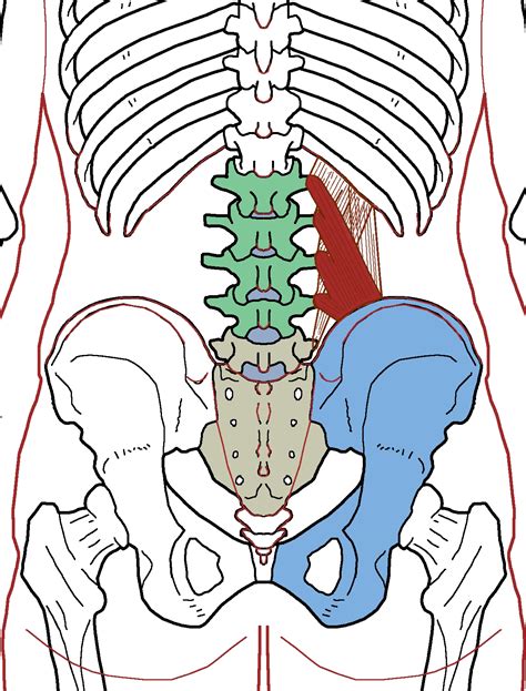 Quadratus Lumborum - Functional Anatomy - Integrative Works