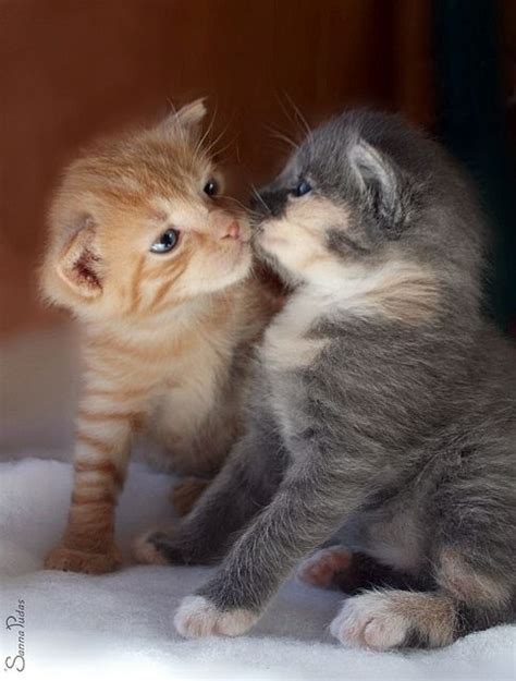 Jason's BlogCenter | Kittens cutest, Beautiful cats, Cute cats