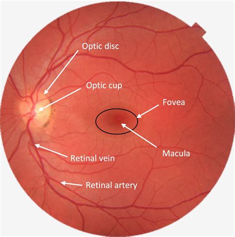 Retina Anatomy - vrogue.co