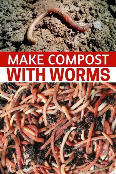 Make Compost with Worms