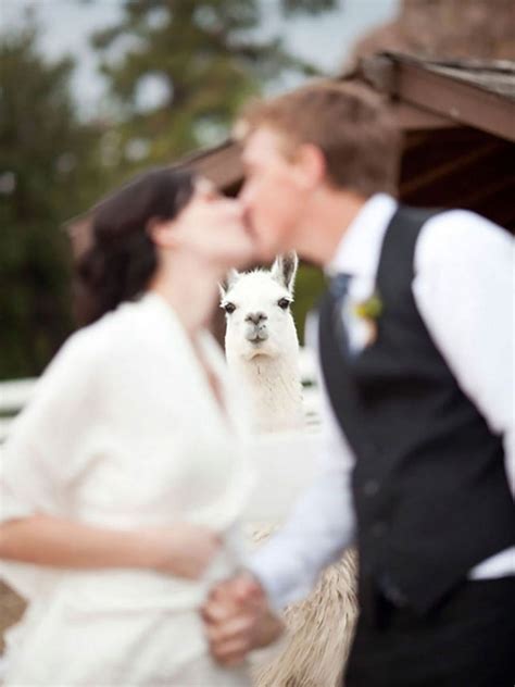 The Funniest Accidental Wedding Photobombs