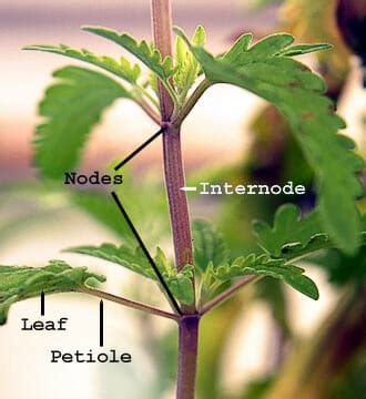 Petiole - Definition and Function | Biology Dictionary