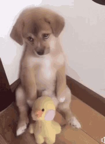 Puppy Unhappy GIF – Puppy Unhappy Cute – discover and share GIFs