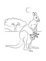Kangaroos coloring Pages  Free Coloring sketch template