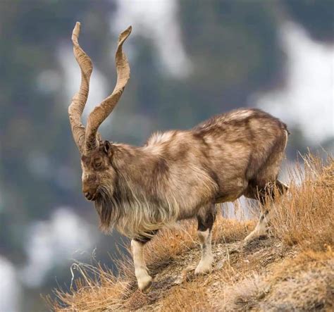 The magnificent Kashmir markhor, one of the most beautiful animals one ...