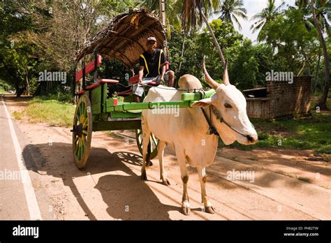 Traditional indian ox cart transport hi-res stock photography and ...