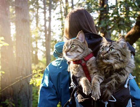 Bolt and Keel - Adventurous Cats - They love hiking, kayaking, sailing, and are always looking ...