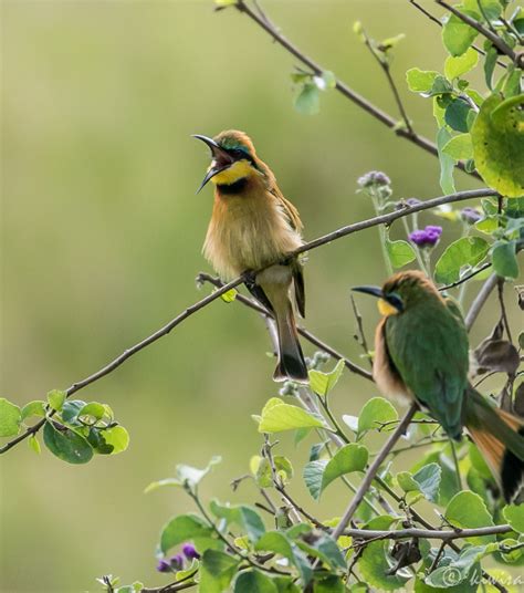 #5 Birds of the Masai Mara - Animal & Insect Photos - Frances' photoblog