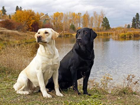 All List Of Different Dogs Breeds: The Labrador Dog “Lab”