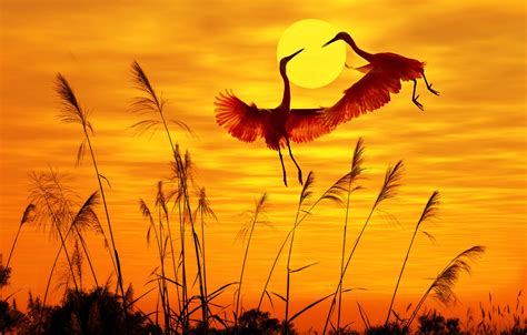 Sunset Wallpaper Birds Flying | vlr.eng.br