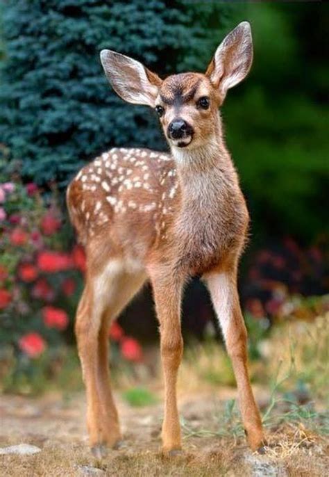 Pin by Linnea on Animals Woodlands in 2020 | Baby animals funny, Deer photos, Animal photography