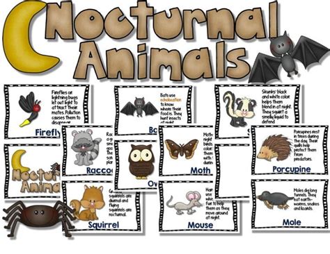 Nocturnal Animals - Nonfiction Text Features, Slideshow - Bats, Owls and More | Amigurumi