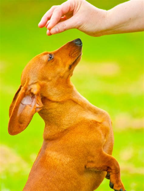 Dachshund Training Tips 5 Techniques To Improve Behavior - Sweet Dachshunds