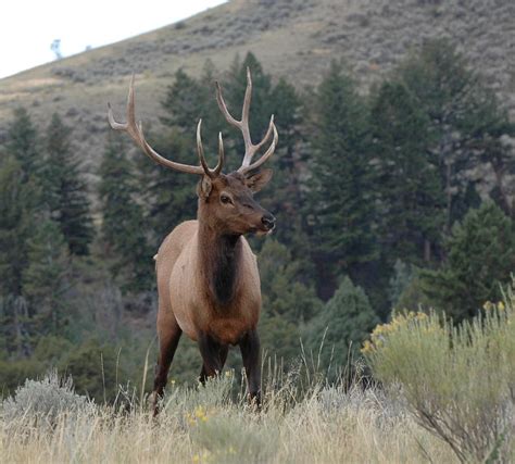 Elk In Yellowstone National Park by Beverly Armstrong