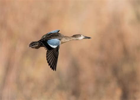 Blue-winged Teal — Sacramento Audubon Society