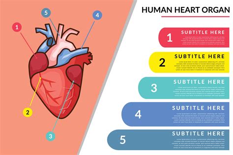 human heart organ infographic vector template with colorful design 3227079 Vector Art at Vecteezy