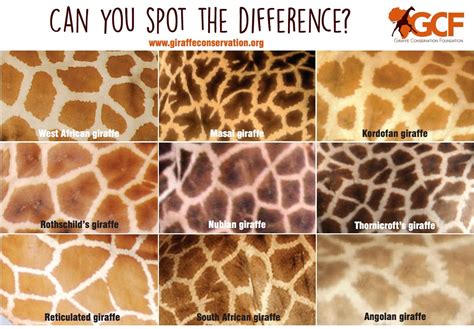 Different giraffe spot pattern by sub-specie . : giraffes