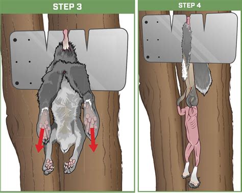 Field Skills: The Best Way to Skin a Squirrel - Game & Fish