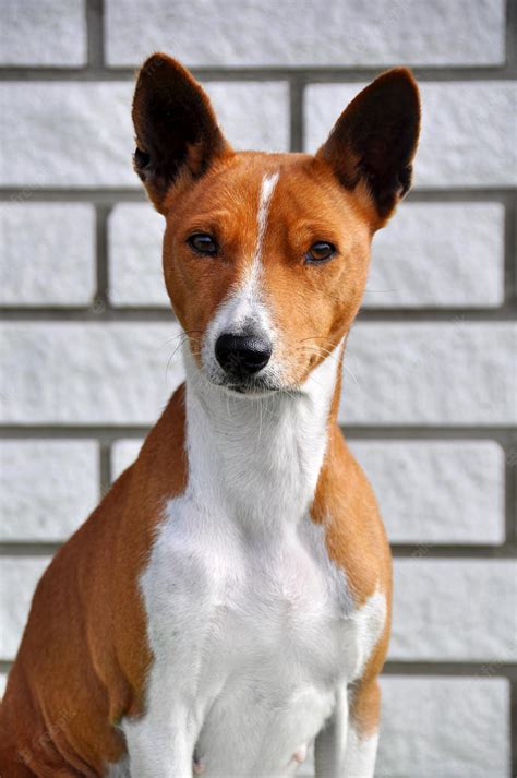 Premium Photo | Basenji dog on the brick wall background