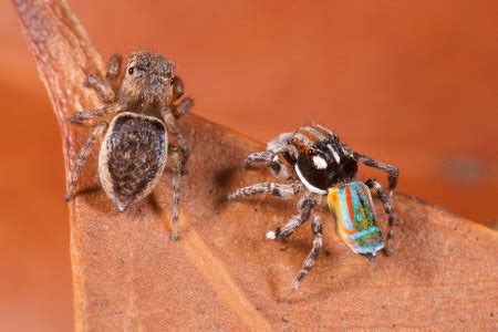 Peacock spider Maratus volans