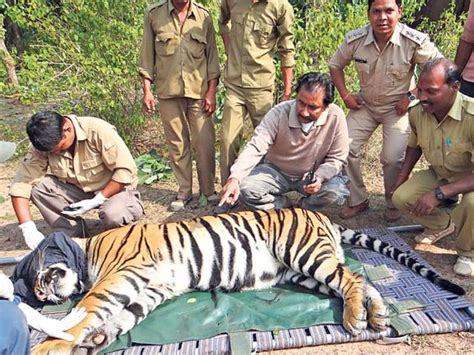 MP: Two tiger cubs involved in human conflict captured in Bandhavgarh | Hindustan Times