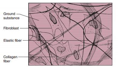 Loose Connective Tissue – Earth's Lab