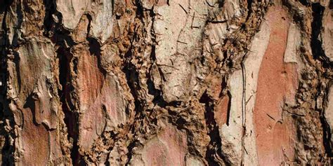 Peeling Tree Bark: Diseases & Other Causes of Bark Shedding