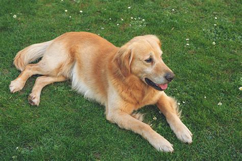 Best Portrait Of White Long Haired Labrador Retriever Stock Photos, Pictures & Royalty-Free ...