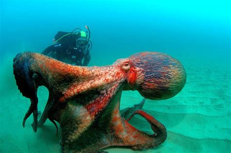 OCTOPUS PICTURES, PICS, IMAGES AND PHOTOS FOR YOUR TATTOO INSPIRATION