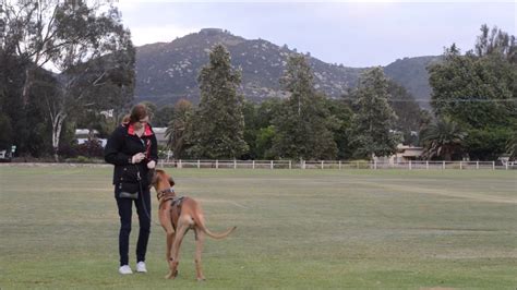 Great Dane Obedience Training Session - YouTube