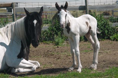 September 2008 | Horse Breeding