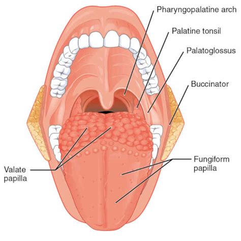 Lingua: composizione, rapporti e descrizione anatomica | Osteolab