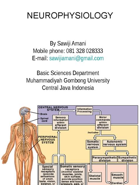 05a-Neurophysiology.ppt