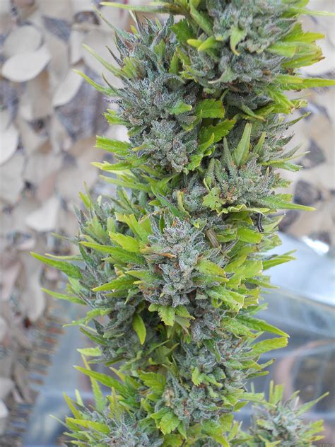 Colombian Gold (World of Seeds Bank) :: Cannabis Strain Info