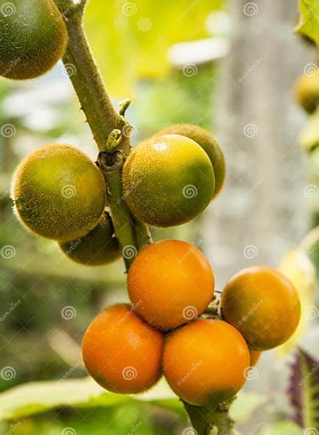 Solanum Quitoense - Lulo Organic Fruit on the Tree Stock Photo - Image of tropical, solanum ...