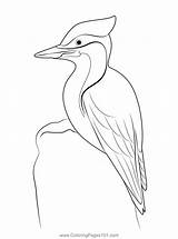 Woodpecker Coloring Pages Printable At Tanenochblog Blog sketch template