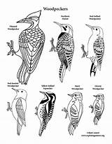 Woodpeckers Coloring Page sketch template