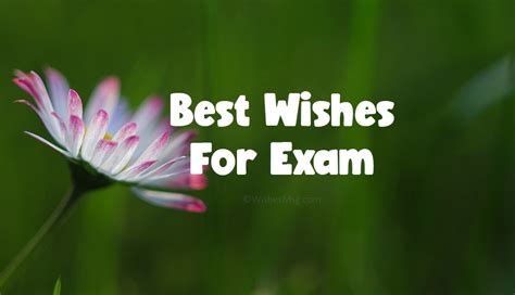 200+ Exam Wishes - Best Wishes For Exam | WishesMsg