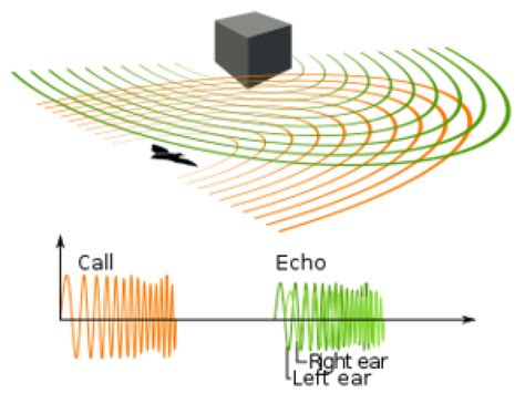 How human brains can echolocate | Science News