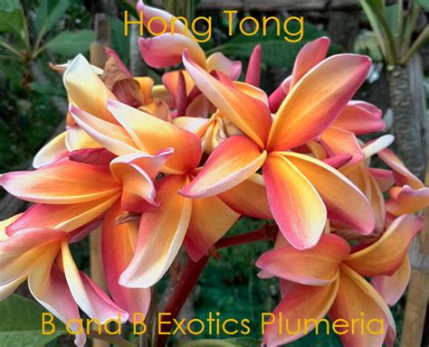 HONG TONG PLUMERIA RUBRA SEEDS - 5 SEEDS