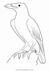 Raven 7 Coloring Page For Kids  Free Crows Printable Pages sketch template