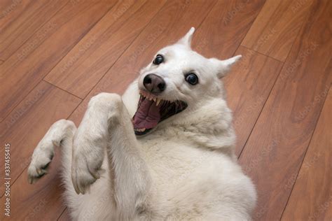 the white kind dog of the West Siberian husky Laika is fooling around, squinting, smiling and ...