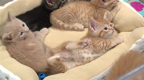 Milwaukee area shelters 'overwhelmed' with cats in need of forever homes