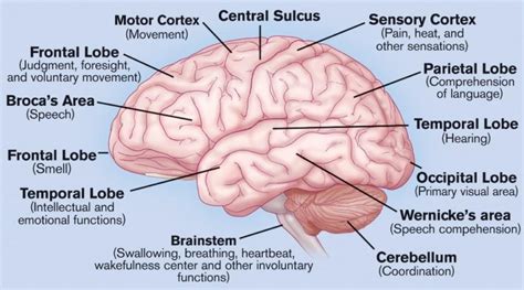 Retrograde Amnesia - Definition, Vs Anterograde, Causes, Treatment