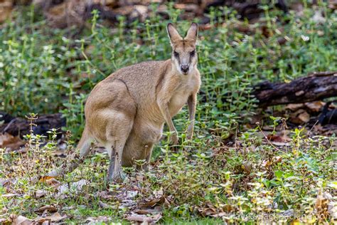 Northern Territory Wildlife - HawkeBackpacking.com